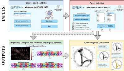 Development and Testing of SPIDER-NET: An Interactive Tool for Brain Connectogram Visualization, Sub-Network Exploration and Graph Metrics Quantification